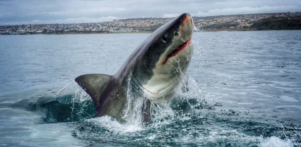 White Shark Africa